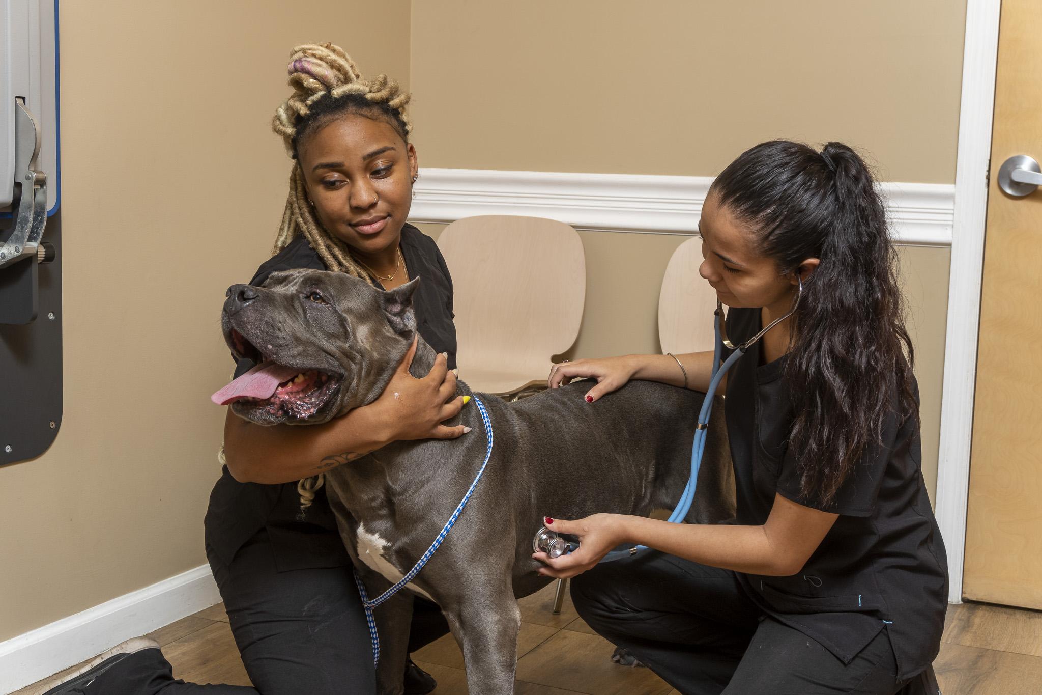 Vet Techs holding a large dog