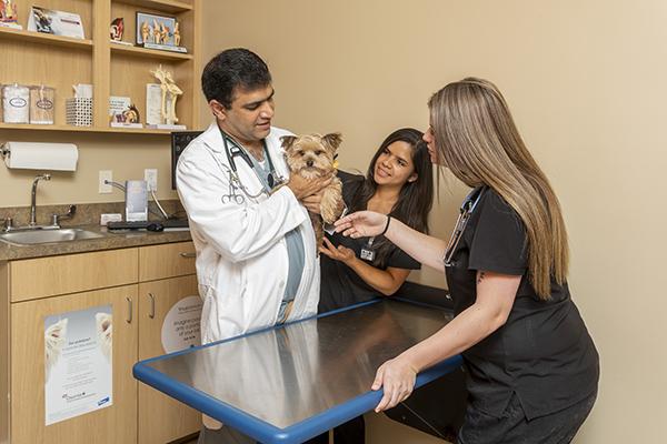 Dr. Bilal Qasim working with a dog