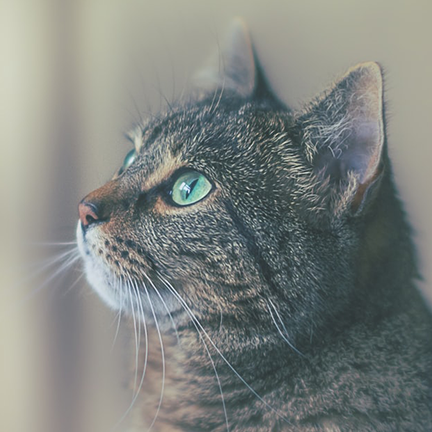 Tabby cat looking up to the left