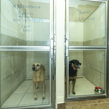 Dog boarding area with two dogs