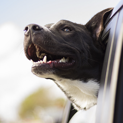 Dog with head out window