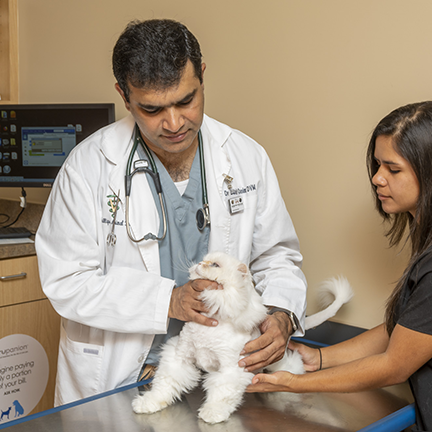 Dr Qasim examining cat