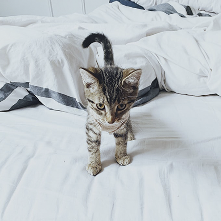 Kitten standing on bed