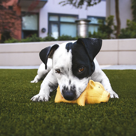 Puppy playing with toy in yard