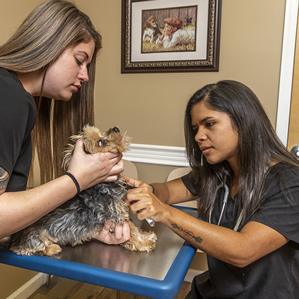 Dog having blood drawn by technician