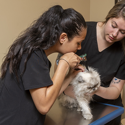 Technicians examining cat before surgery