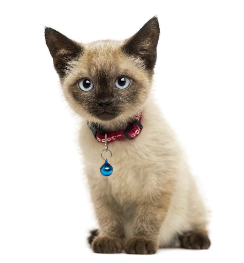 Kitten wearing collar