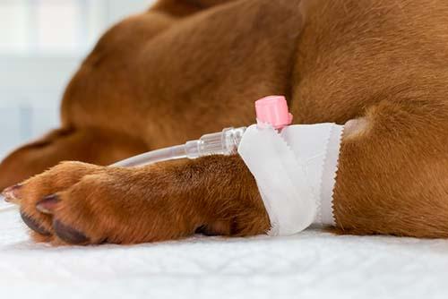 Puppy with iv in arm to treat parvovirus