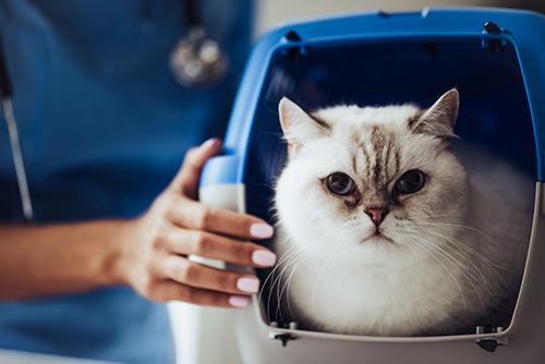 Kitten in cat carrier