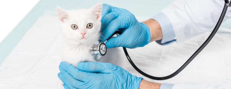 Kitten being examined by vet