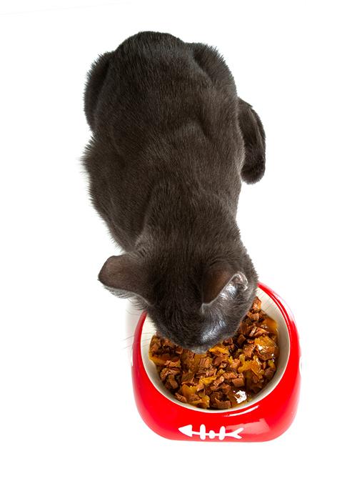 Kitten eating from food dish