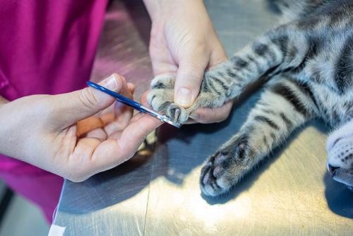 Kitten having nails trimmed