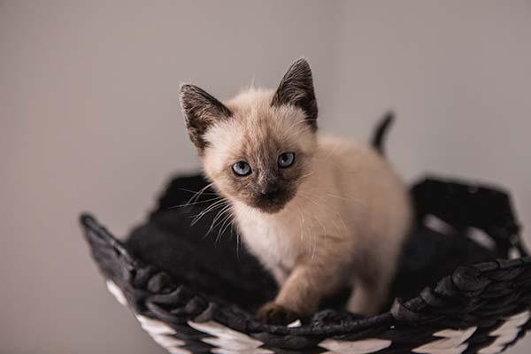 Kitten sitting in cat bed