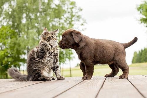 Puppy and kitten meeting