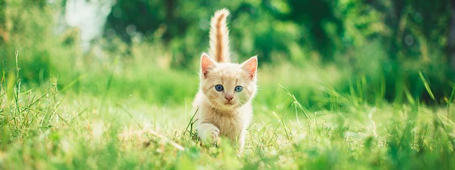 Kitten playing in field