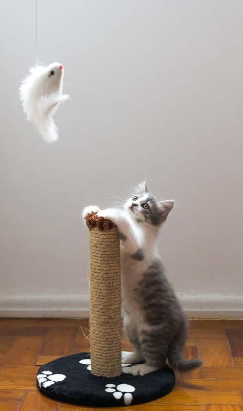 Kitten playing on scratching post