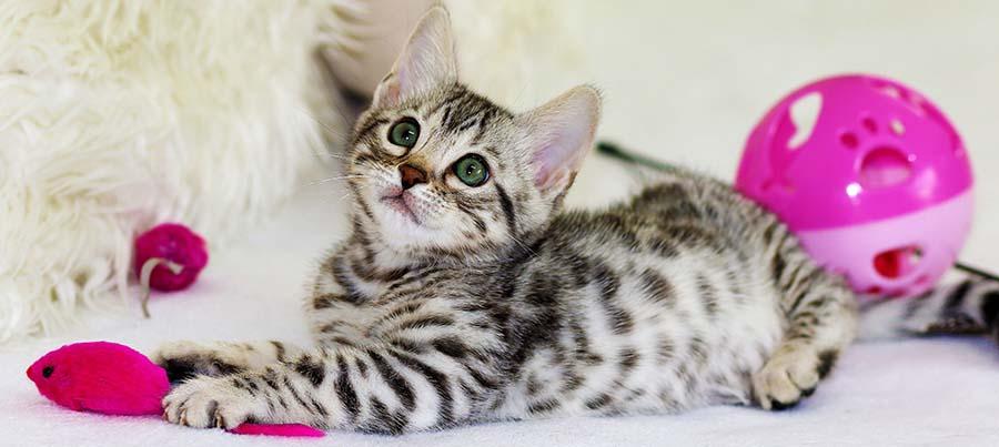 Kitten playing with toys