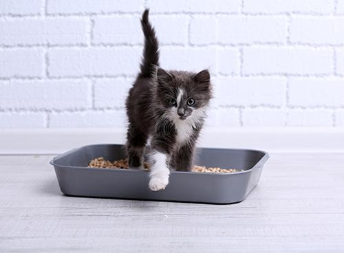 Kitten stepping out of litter box