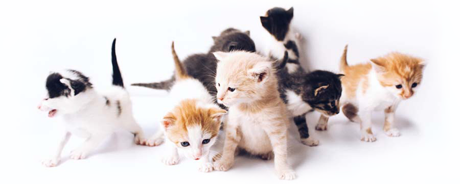 kittens playing with toys