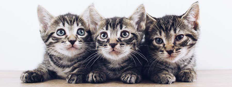 Kittens sitting on hardwood floor