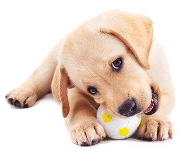 Yellow lab puppy playing with toy ball