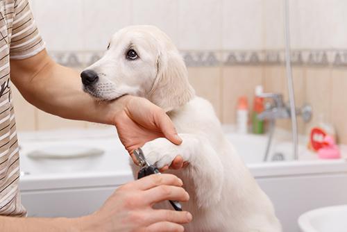 Puppying having nails trimmed