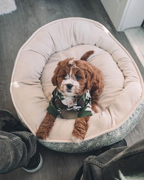 Puppy looking up at owner from dog bed