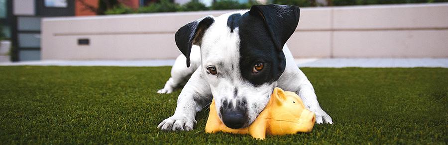 Puppy sitting in grass with brightly colored toy