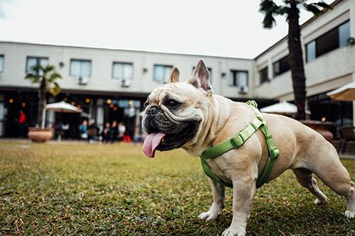 Dog wearing harness outside