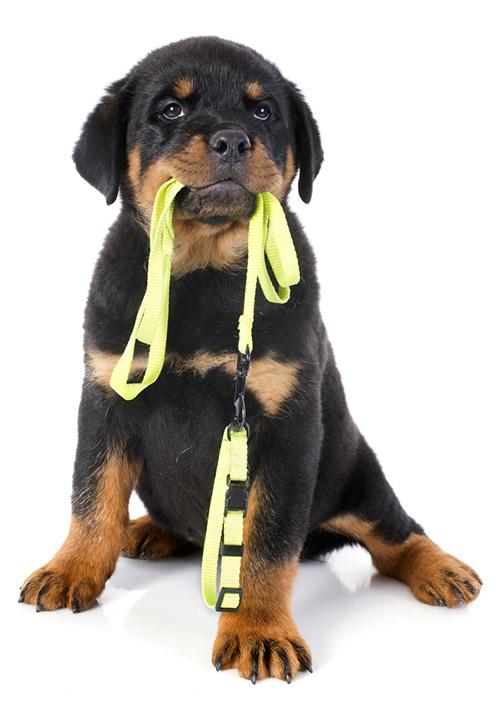 Rottie holding leash in mouth