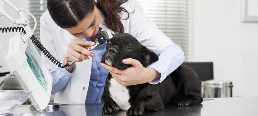 Puppy having eat examined by vet