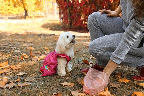 Cleaning up after dog in pink dress