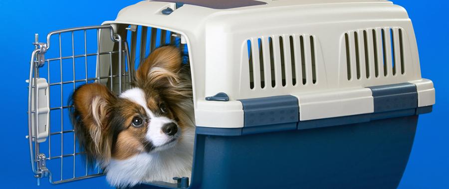 How Old Should You Start Crate Training A Puppy?