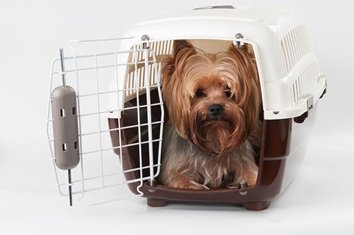 Should You Crate Train Your New Puppy?