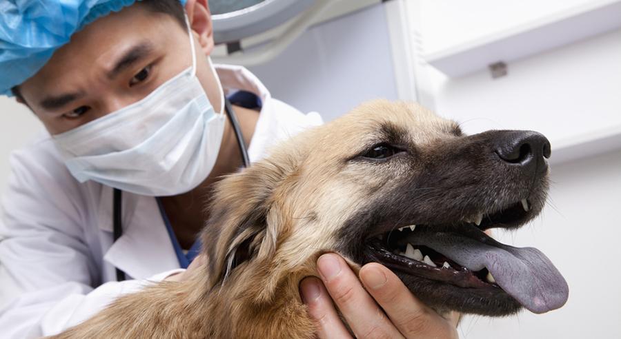 Technician holding dog's head