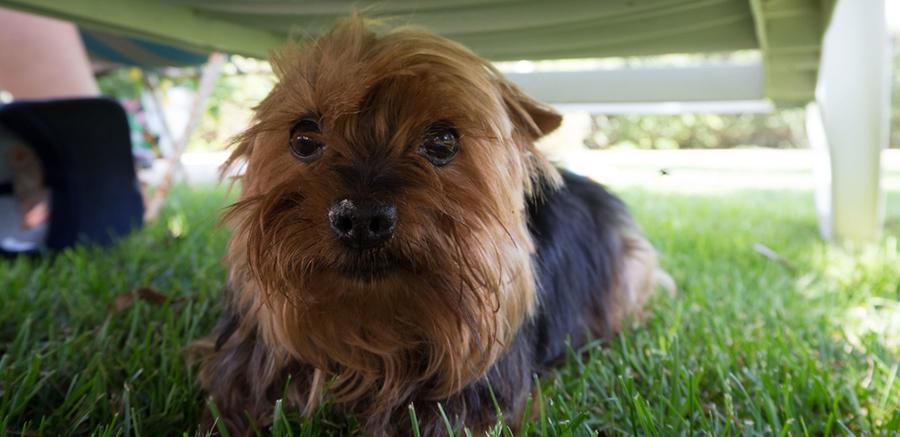 scared dog hiding outside