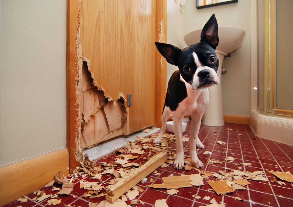 Dog after tearing up a door