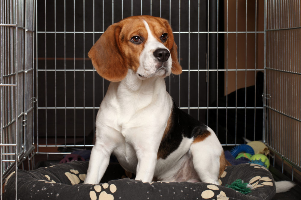 Beagle sitting in a crate