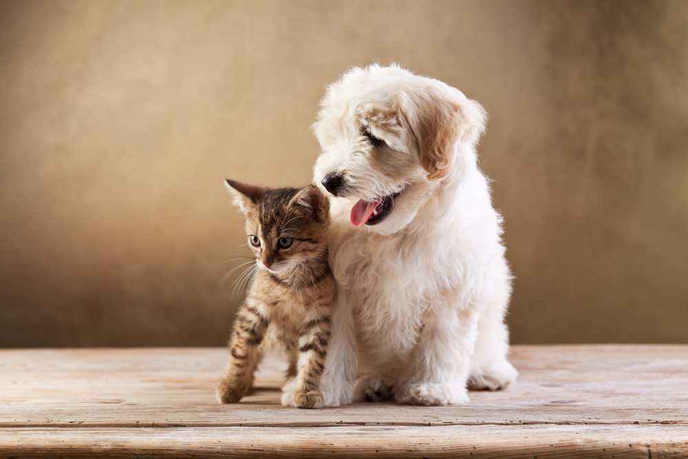 a kitten and a puppy sitting together