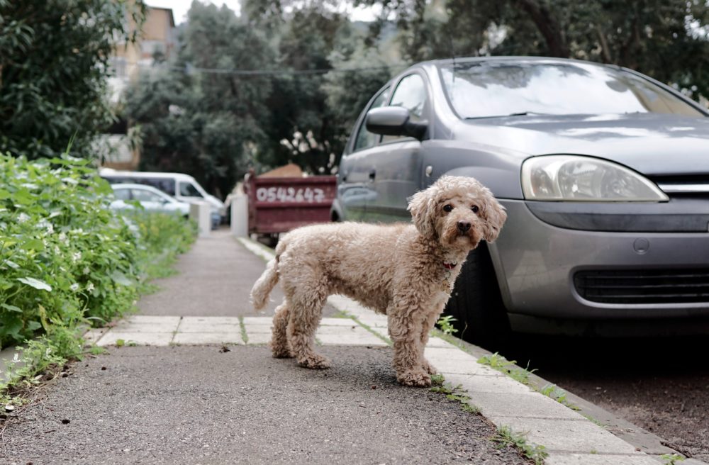 Dog with long fur standing next to a parked car