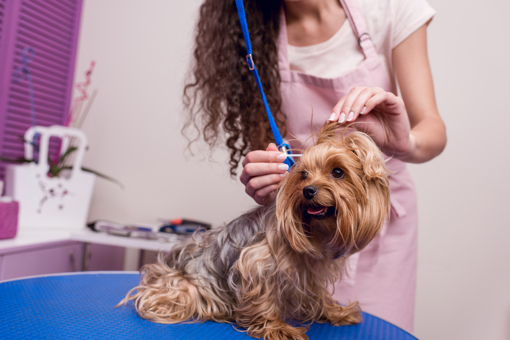 Groomer cleaning a dog's ears