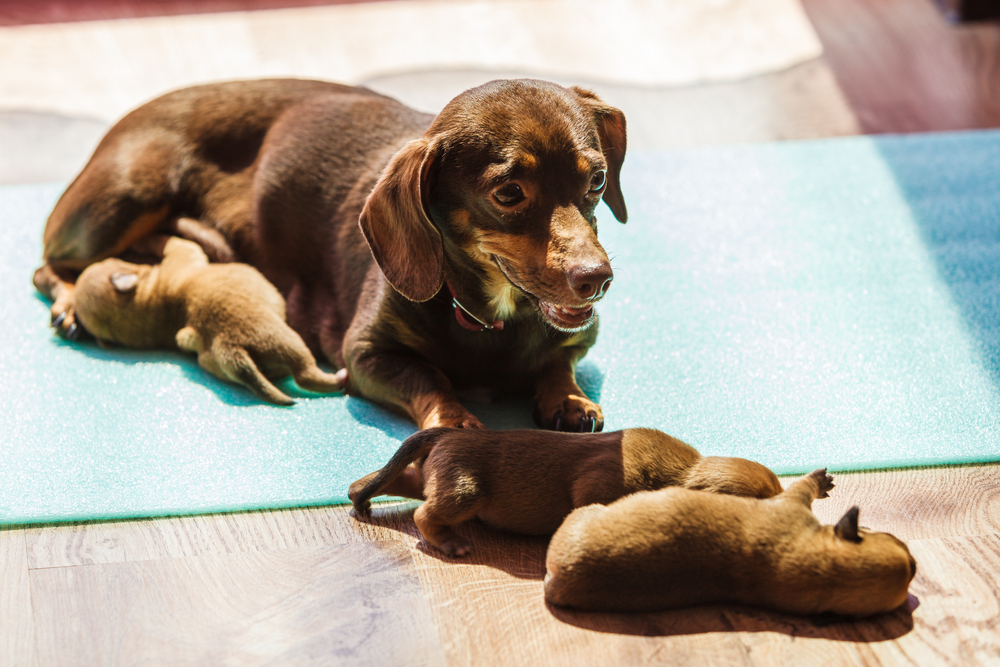 Mother daschund and her puppies