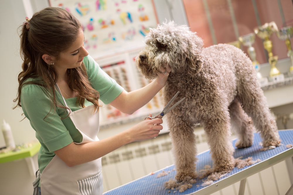 Dog being groomed with scissors