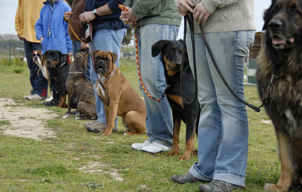  Dog owners standing in a line with their dogs on leashes at a dog training school