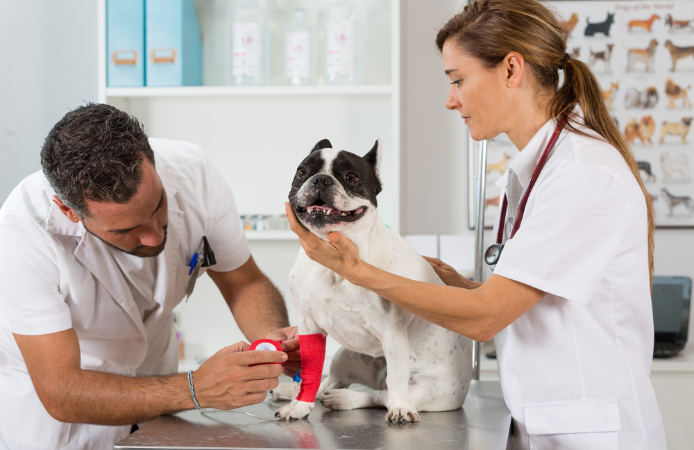 Veterinary clinic with a french bulldog