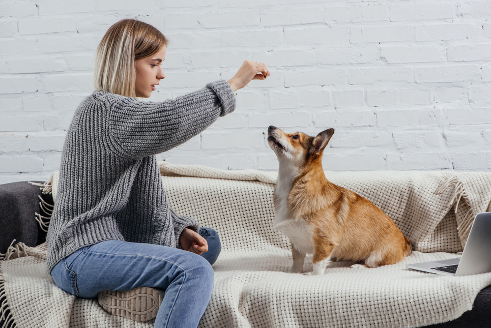 Young woman training her dog on a couch
