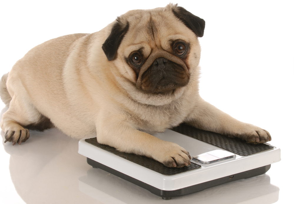 Cute pug laying on a scale