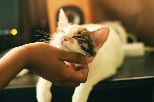 Woman stroking her cat