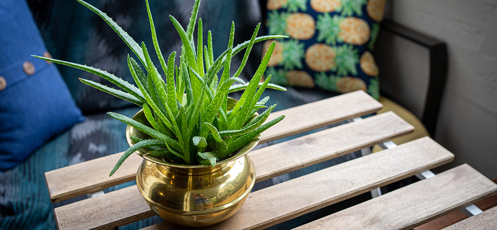 Aloe vera plant in gold pot