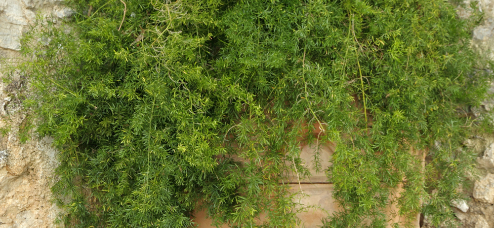 Asparagus fern